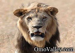 Male Lion in Ethiopia's Omo Valley
